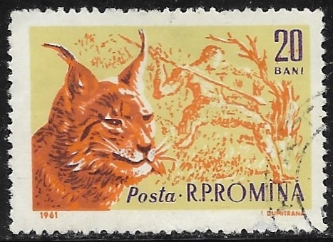 Fauna - Lynx lynx
