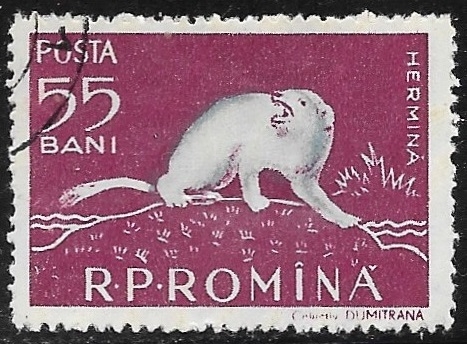 Fauna - Mustela erminea