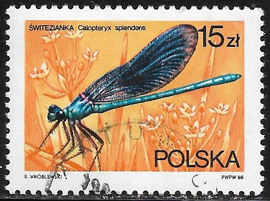 Fauna -Calopteryx splendens)