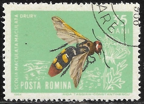 fauna - Scolia maculata