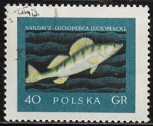 Peces - Lucioperca lucioperca