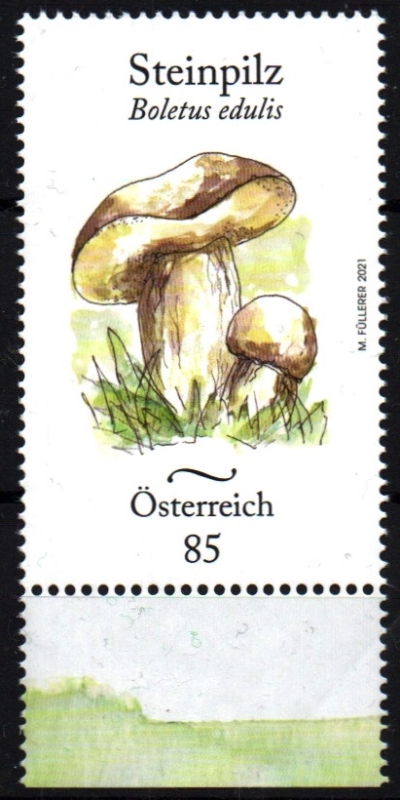 Boletus edulis