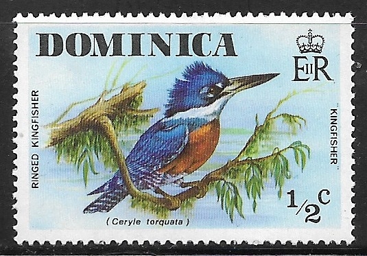 Aves - Megaceryle torquata