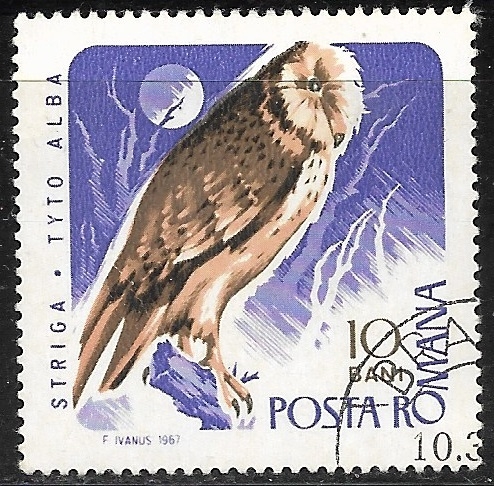 Aves - Tyto alba