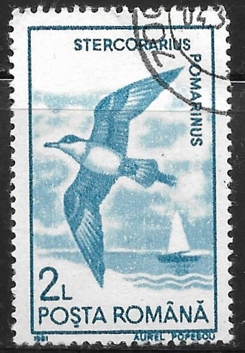 Aves - Stercorarius pomarinus