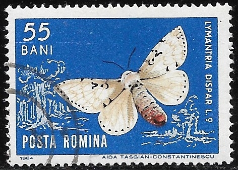 Mariposas - Lymantria dispar