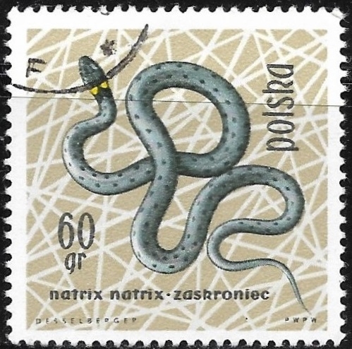 Reptiles - Coronella austriaca