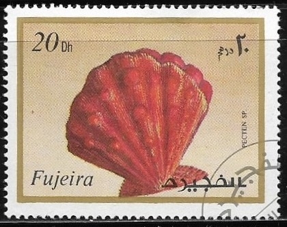 Vida marina - Pecten sp.