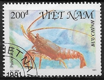 Crustaceos - Palinurus sp.