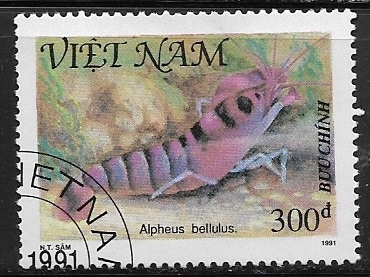 Crustaceos - Alpheus bellulus