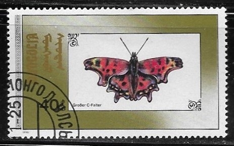 Mariposas - Comma Butterfly 