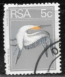 Aves - Morus capensis