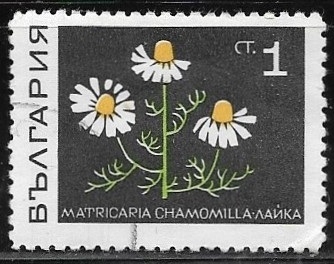 Flores - Matricaria chamomilla)