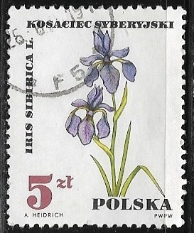 Flores - Iris sibirica