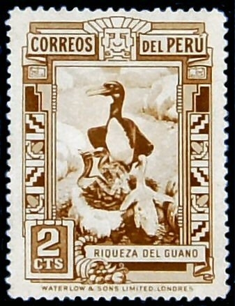 Guanay Cormorant (Leucocarbo bougainvillii)