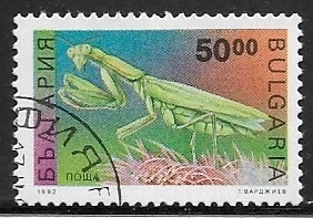 Insectos - European Mantis 