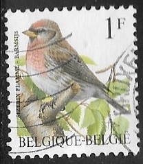 Aves - Common Redpoll