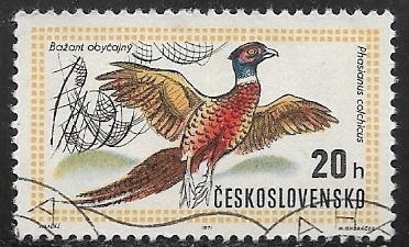 Aves - Common Pheasant 