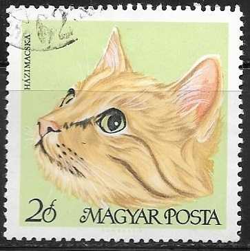 Gatos - European Shorthair