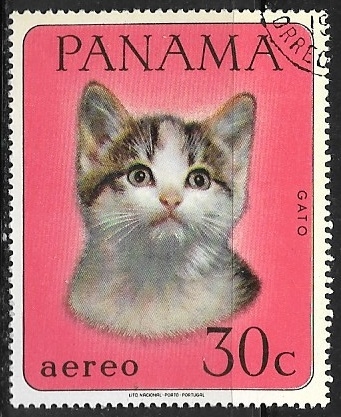 Gatos - Gato domestico