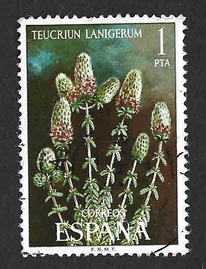 Edif2220 - Teucrium Lanigerum