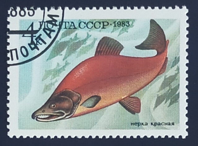 Salmon Sockeye  (Oncorhynchus nerka)