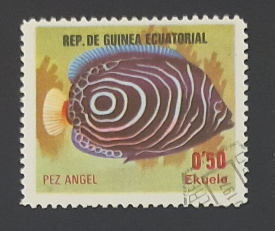 Pez angel (Pomacanthus imperator)