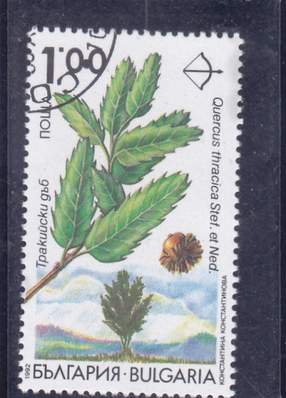 Árboles endémicos de Bulgaria - Quercus thracica
