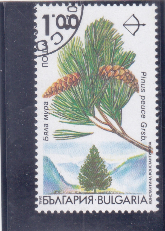 Árboles endémicos de Bulgaria - Pinus peuce