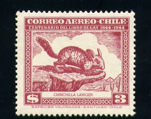 Chinchilla Laniger