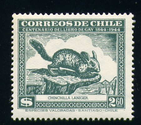 Chinchilla Laniger