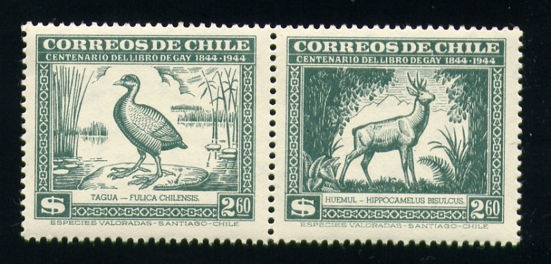 Tagua y huemul