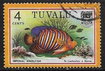Peces - Imperial Angelfish 