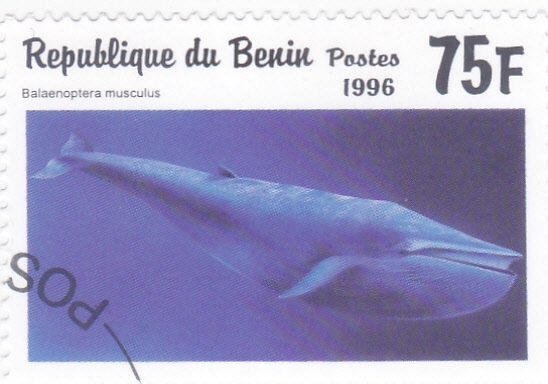 Ballena Azul (Balaenoptera musculus)