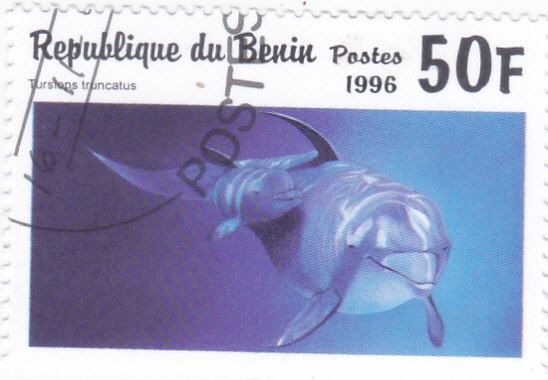 Delfín mular común (Tursiops truncatus)