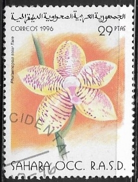 Flores - Phalaenopsis solar flare