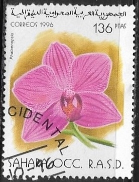 Flores - Phalaenopsis