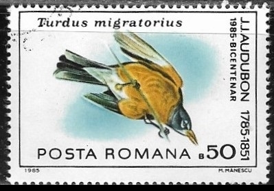 Aves - Turdus migratorius
