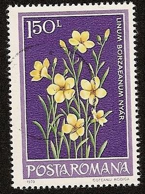 Flora - Linum borzaeanum