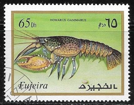 Homarus gammarus