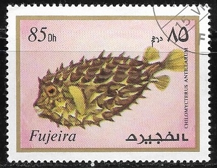 Peces - Chilomycterus antillarum