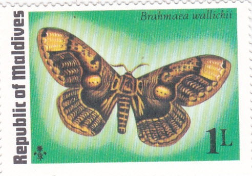 Mariposa