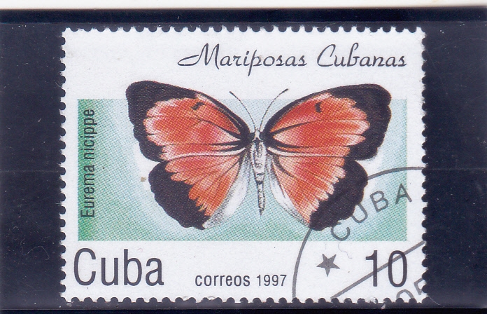 Mariposa cubana