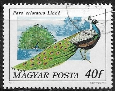 Aves - Pavo cristatus
