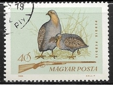 Aves - Perdix perdix