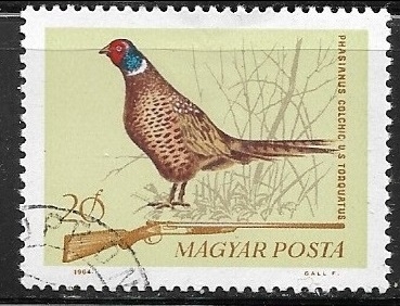 Aves - Phasianus colchicus