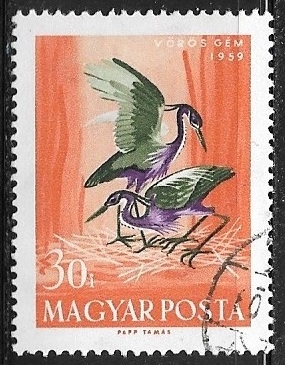 Aves - Ardea purpurea