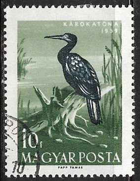 Aves - Phalacrocorax carbo