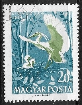 Aves - (Egretta garzetta)