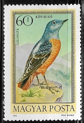 Aves - Monticola saxatilis